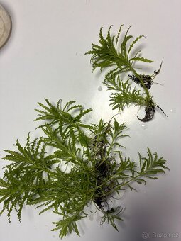 Rostlinka Pogostemon helferi - 4