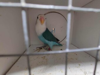 Agapornis ficheri - 4