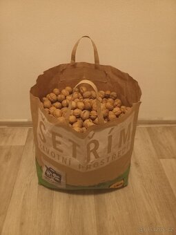 Prodej vlašských ořechů - 4
