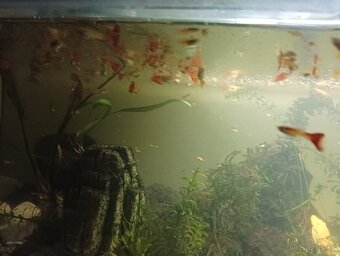 Prodej s vlastního chovu - 4