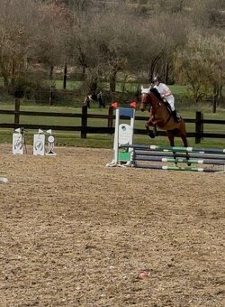 Prodám nadějného valacha. - 4