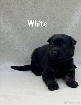 Šteniatka Nemeckého ovčiaka - 4