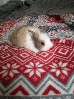 Zakrslý králík králíček - 4