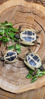 Želva Zelenavá - 4