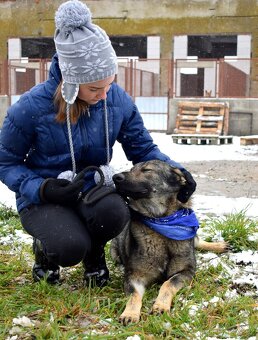 BOLEK K ADOPCI - 1,5 ROKU, PŘÁTELSKÝ,KONTAKTNÍ,HRAVÝ - 4