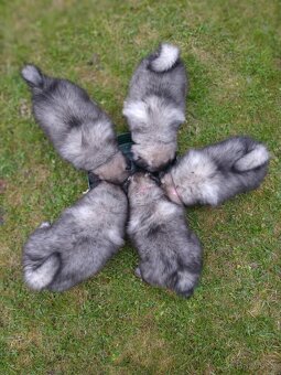 Vlčí špic / Keeshond - 4