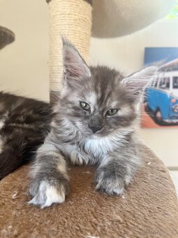 Maine coon s PP - 4