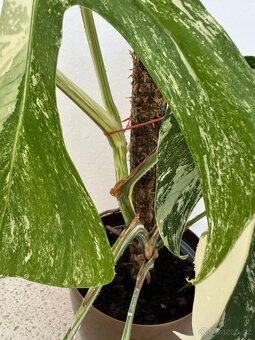 Monstera albo - 4