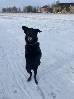 Labrador s Německým ovčákem - 4