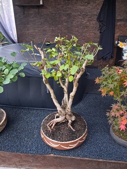 Bonsaj bonsai Japonský Šeřík - 4