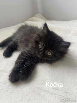 Britská koťata - 4