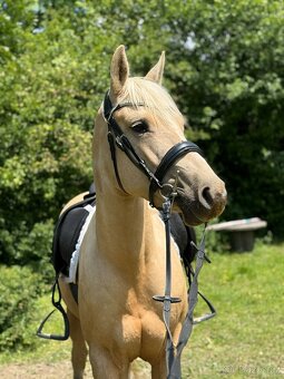 Palomino kobylka - 4