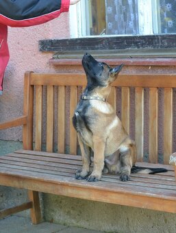 Belgický ovčák malinois s PP - 4