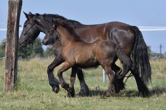 Hřebeček fellský pony - 4