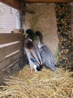 Indický běžec,  chovný kmen - 4