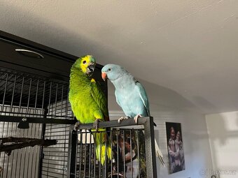 Alexandr malý - samička 5 měsíců - 4