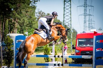 Talentovaná šestiletá klisna do sportu - 4