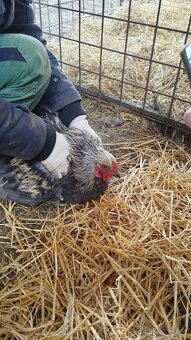 Kohout - Brahmanka velká (nestandardní zbarvení) - 4