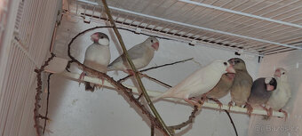 Prodám rýžovníky šedé - 4