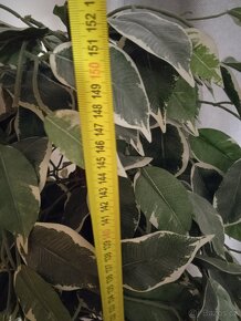 Prodám 2x umělá rostlina, výška cca 150cm - 4