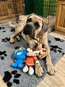 Štěňátka Cane Corso - 4