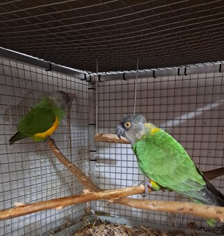 Papoušek Senegalský pár - 4