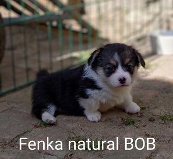 Welsh Corgi Pembroke, s PP FCI, NATURAL BOB - 4