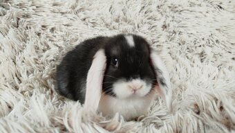Zakrslý beránek,králík, králíček - ELIŠKA - 4