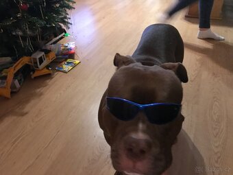 American bully - 4