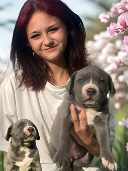 American Bully XL / XXL - 4