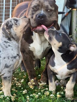 American Bully XL / XXL - 4