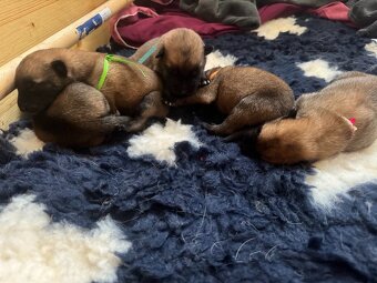 Štěně belgického ovčáka malinois s PP - 4