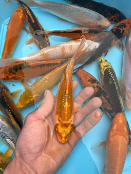 Koi kapři - 4