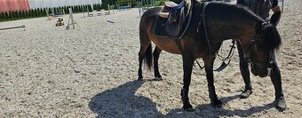 Arab/Welsh pony - 4