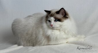 Ragdoll s PP - 4