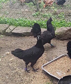 Ayam Cemani - 4