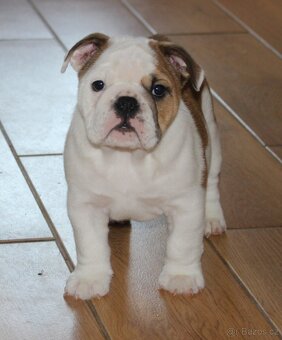 Anglický buldok s PP - 4