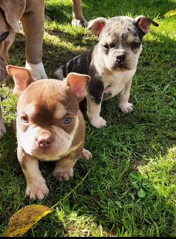American bully pocket - 4