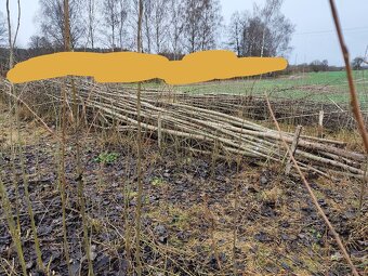 Brigáda - sklizeň japonského topolu - 4