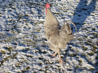 Prodám krásného kohouta do chovu - 4