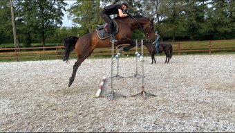 Hannoverská klisna - 4