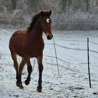 Hřebec original Knabstrupper - 4
