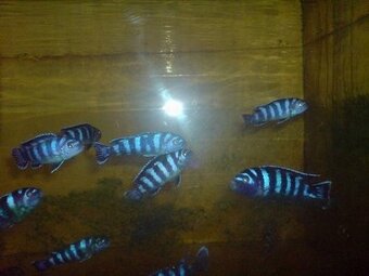 Prodám tlamovce z jezera Malawi - 4