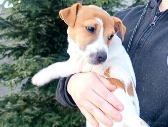 Jack Russell teriér s PP - 4
