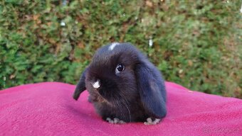 Zakrslý beránek, králíček, králík - DENIS - 4