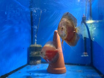 Terčovec discus - 4