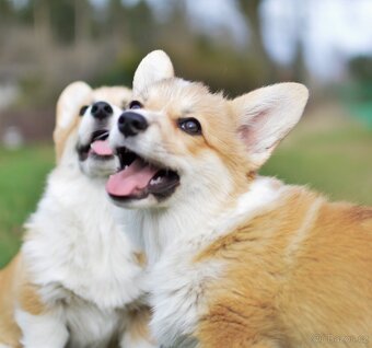 Fenka Welsh Corgi Pembroke s PP - 4
