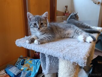 Prodám kocourky Britská modrá + whiskas - 4