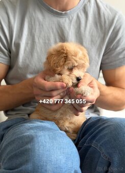 Maltipoo boy male caramel 1500€ - 4