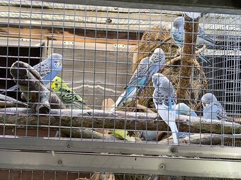 Prodám papoušky - 4